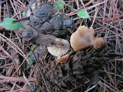 Lentinellus micheneri