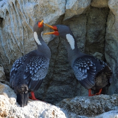 Poikilocarbo gaimardi