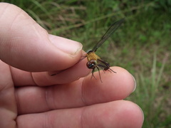 Erythrodiplax basalis