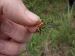 Erythrodiplax basalis