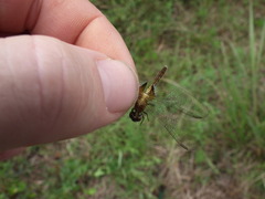 Erythrodiplax basalis