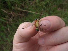 Erythrodiplax basalis