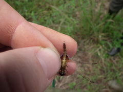 Erythrodiplax basalis