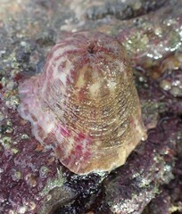 Calliactis parasitica