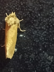 Acrolophus walsinghami