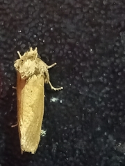 Acrolophus walsinghami