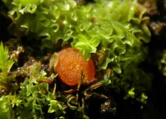 Octospora maireana