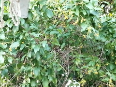 Dumetella carolinensis