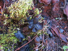 Plicaria endocarpoides