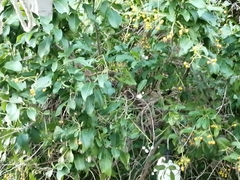 Dumetella carolinensis