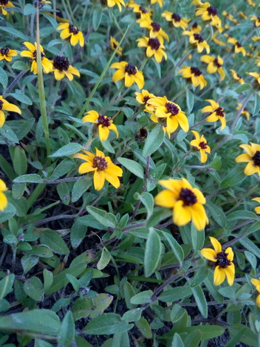 Mexican Creeping Zinnia