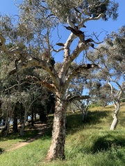 Eucalyptus rubida