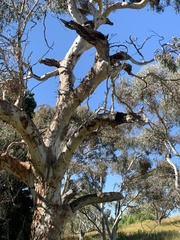 Eucalyptus rubida