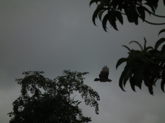 Cathartes melambrotus