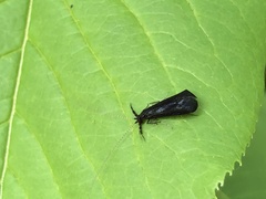 Mystacides sepulchralis