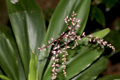 Cordyline