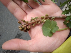 Umbilicus rupestris