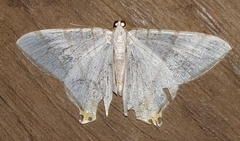 Phrygionis platinata