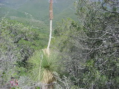 Dasylirion quadrangulatum