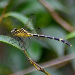 Austrogomphus amphiclitus