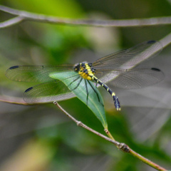 Austrogomphus amphiclitus