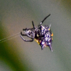 Gasteracantha quadrispinosa