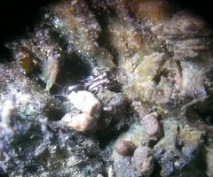 Tridactylidae