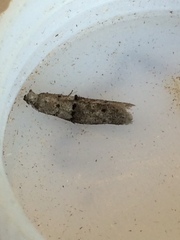 Wockia asperipunctella