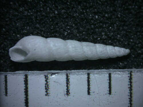 Representative image of Careliopsis