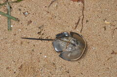 Carcinoscorpius rotundicauda