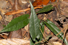 Dioscorea transversa