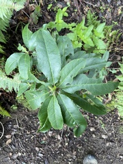 Heteromeles arbutifolia