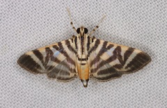 Spilomela discordens