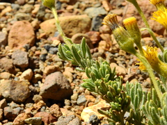 Senecio tristis