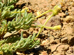 Senecio tristis