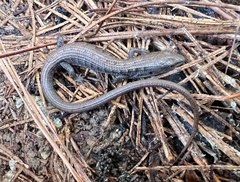 Elgaria multicarinata webbii