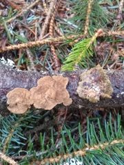 Steccherinaceae