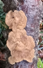 Steccherinaceae