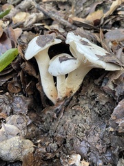 Hygrophorus