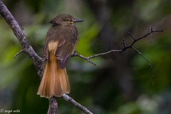 Onychorhynchus coronatus