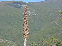 Dasylirion quadrangulatum