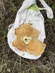 Lactarius alnicola