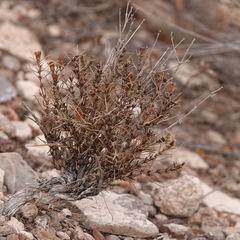 Thymophylla acerosa