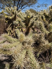 Cylindropuntia fulgida