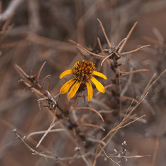 Thymophylla acerosa