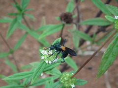 Pepsis atripennis