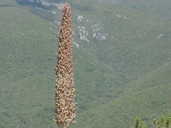 Dasylirion quadrangulatum