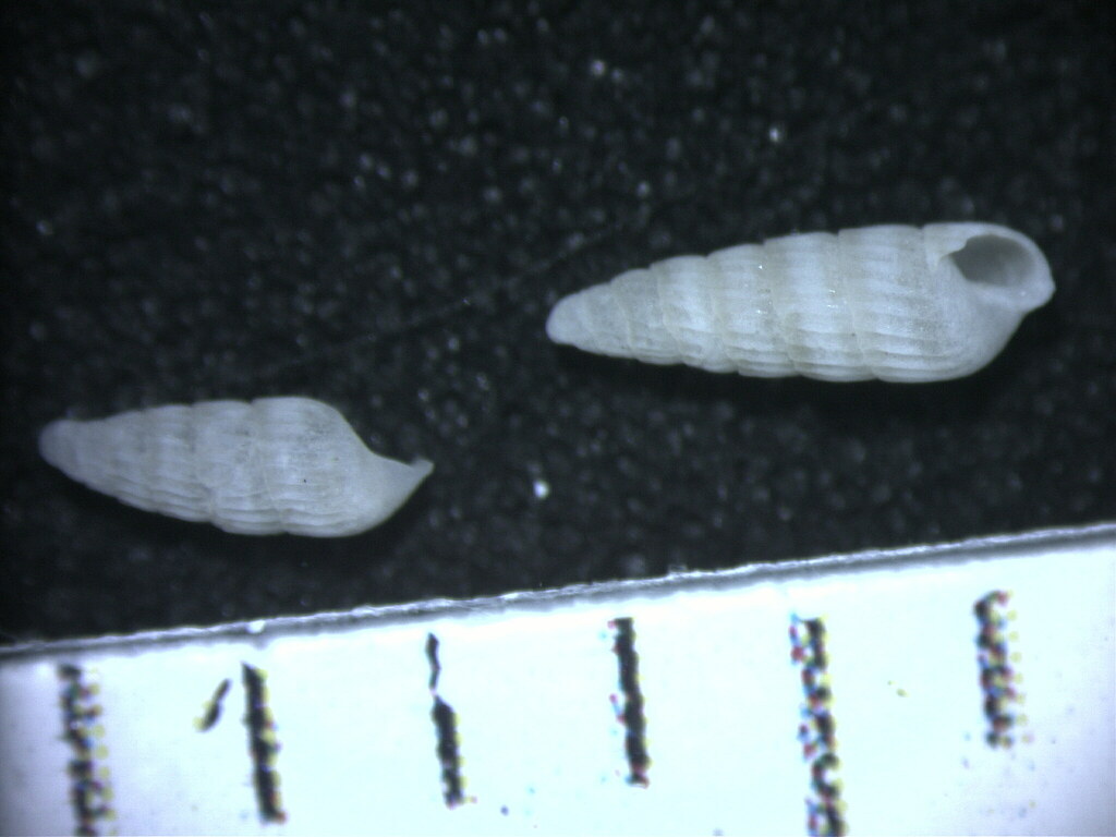 Turbonilla pupoides