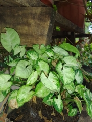 Syngonium podophyllum