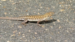 Meroles squamulosus